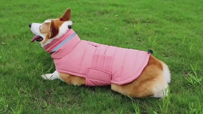 Arvello™ ThermoShield Elite Waterproof Dog Coat for Winter